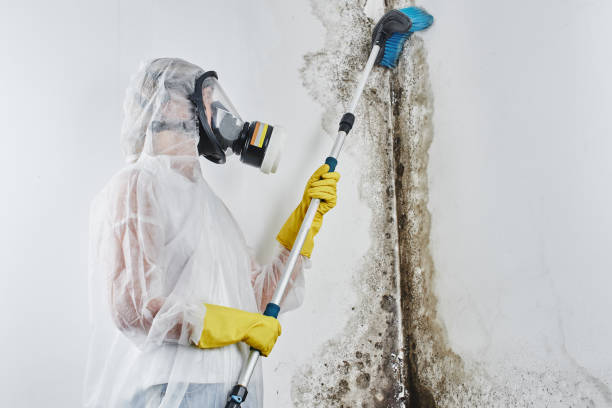 Professional Mold Removal in Pioche, NV