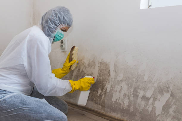 Mold Removal Process in Pioche, NV