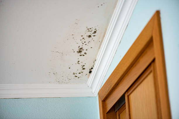 Best Mold Removal Process  in Pioche, NV