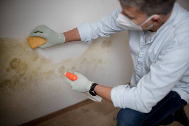 Certified Mold Removal in Pioche, NV