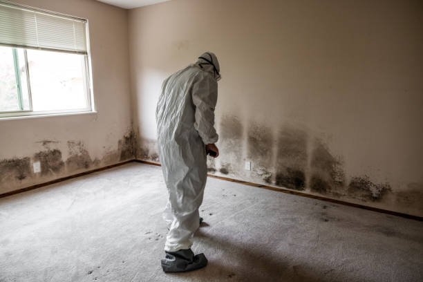Best Local Mold Removal Service  in Pioche, NV