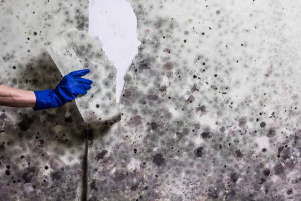 Best Mold Testing  in Pioche, NV