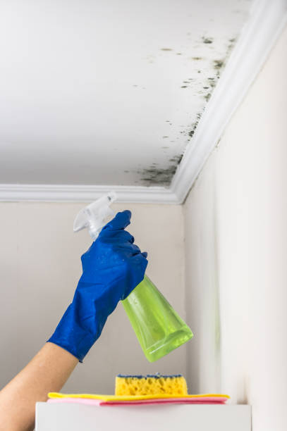 Best Black Mold Removal  in Pioche, NV